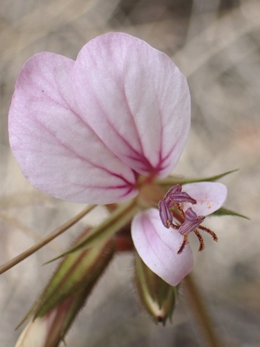 Pelargonium longicaule
