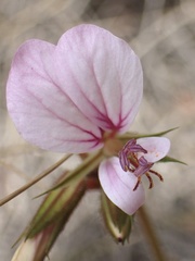 Pelargonium longicaule