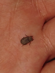 Trox scaber