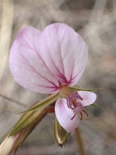 Pelargonium longicaule, photograph 2