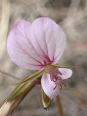 Pelargonium longicaule, photograph (c) Cricket Raspet, some rights reserved (CC BY)
