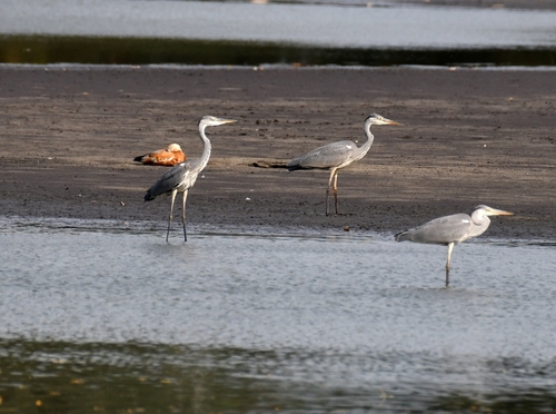 Ruddy Shelduck