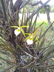 Brassavola tuberculata