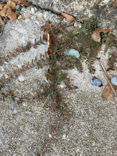 Spotted spurge