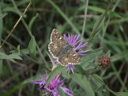 Oberthür's grizzled skipper