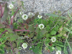 Trifolium nigrescens