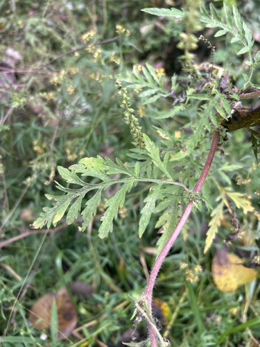 common ragweed