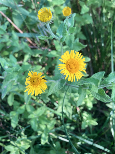 Common Fleabane