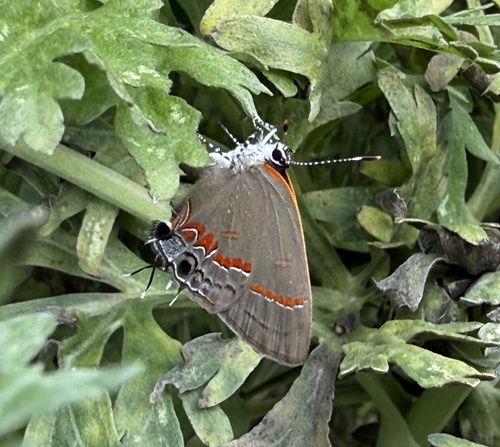 Red-banded Hairstreak