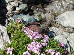 Zygaena exulans