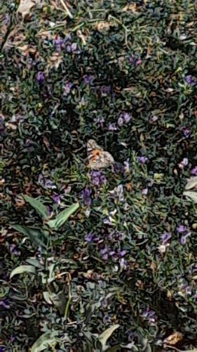 Painted Lady
