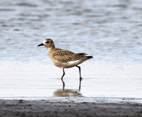 Black-bellied Plover