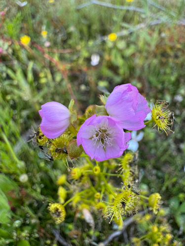 Drosera stricticaulis