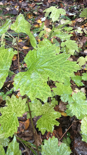 guelder-rose