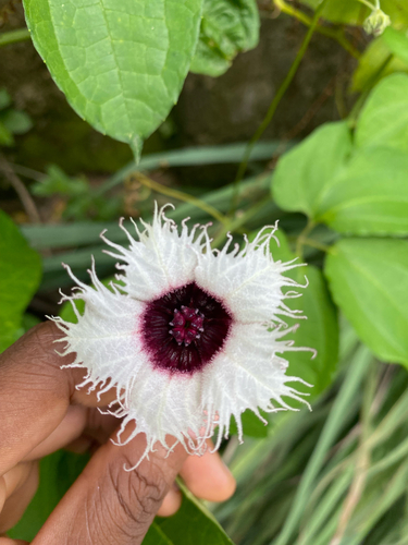 Telfairia occidentalis