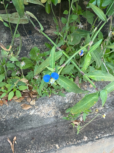Asiatic dayflower