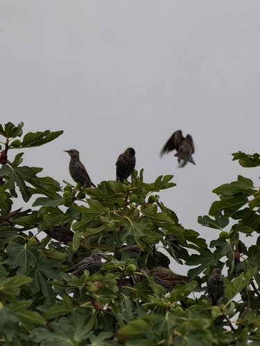European Starling