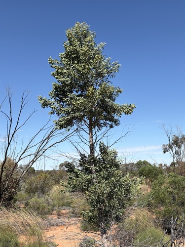 Codonocarpus cotinifolius, photograph 6