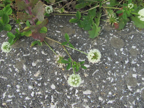 Trifolium nigrescens, photograph 2