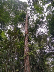 Paubrasilia echinata
