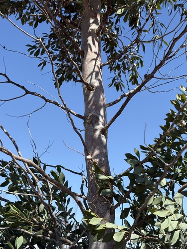 Codonocarpus cotinifolius, photograph 3