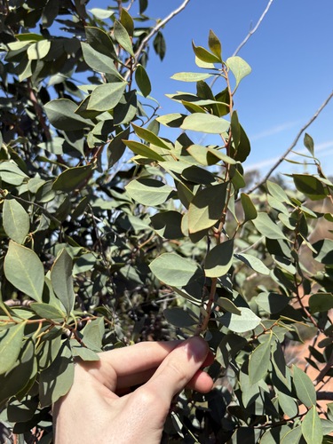 Codonocarpus cotinifolius, photograph 1