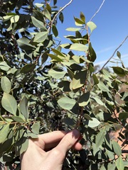Codonocarpus cotinifolius