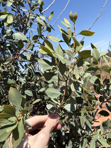Codonocarpus cotinifolius, photograph 2