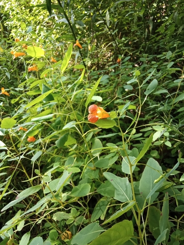 common jewelweed