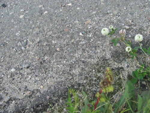 Trifolium nigrescens, photograph 1