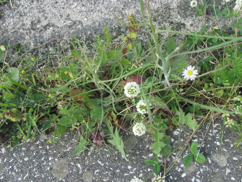 Trifolium nigrescens, photograph 3