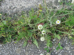 (c) zebedeugalinha, some rights reserved (CC BY) Trifolium nigrescens, photograph (c) zebedeugalinha, some rights reserved (CC BY)
