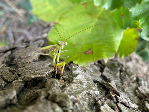 European Mantis