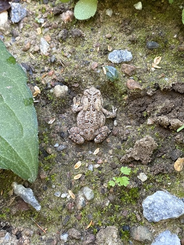 American Toad