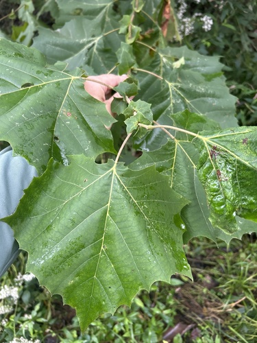 American sycamore