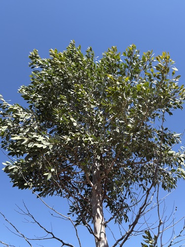 Codonocarpus cotinifolius, photograph 4