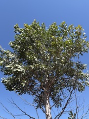 Codonocarpus cotinifolius, photograph (c) Thomas Mesaglio, some rights reserved (CC BY)