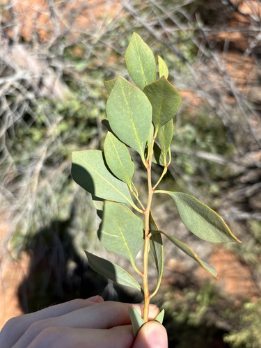 Codonocarpus cotinifolius, photograph 5