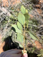 Codonocarpus cotinifolius, photograph (c) Thomas Mesaglio, some rights reserved (CC BY)