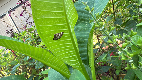 Hawaiian Beet Webworm Moth