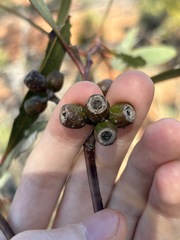 Eucalyptus incrassata, photograph (c) Thomas Mesaglio, some rights reserved (CC BY)