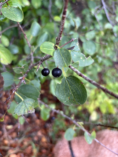 common buckthorn