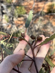(c) Thomas Mesaglio, some rights reserved (CC BY) Eucalyptus incrassata, photograph (c) Thomas Mesaglio, some rights reserved (CC BY)