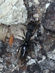Pachycondyla harpax