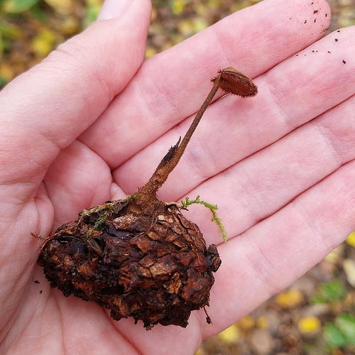 Earpick Fungus