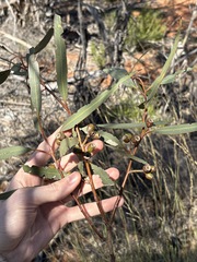 Eucalyptus incrassata