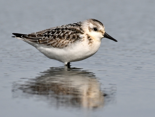 Sanderling
