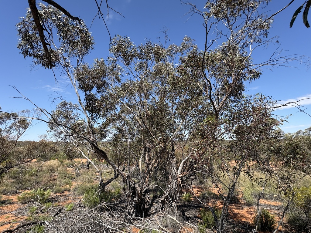Eucalyptus incrassata; photograph (c) Thomas Mesaglio, some rights reserved (CC BY)