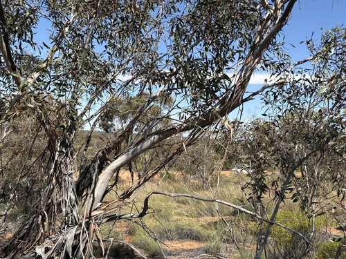Eucalyptus incrassata, photograph 4