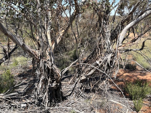 Eucalyptus incrassata, photograph 3
